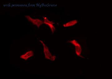 MyBioSource MBS9605059 image 1