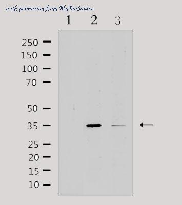 MyBioSource MBS9605059 image 2