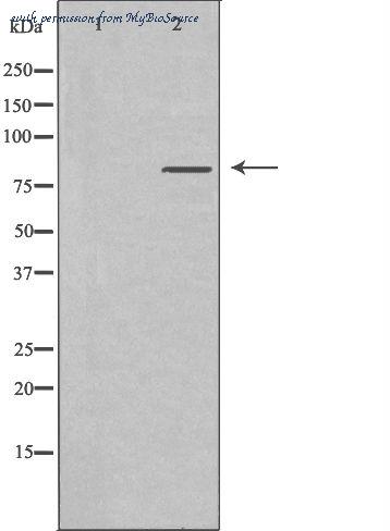 MyBioSource MBS9605077 image 1