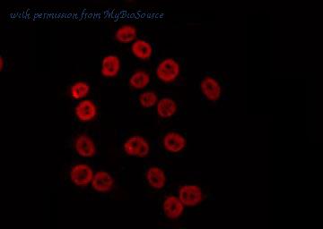 MyBioSource MBS9605077 image 2