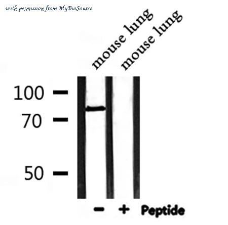 MyBioSource MBS9605077 image 3