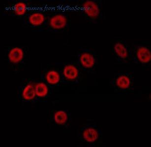 MyBioSource MBS9605078 image 1