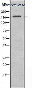 MyBioSource MBS9605078 image 3