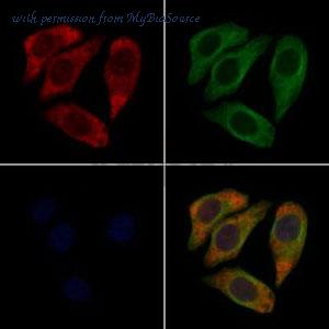 MyBioSource MBS9605220 image 1