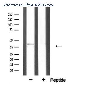 MyBioSource MBS9605220 image 2