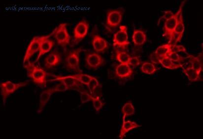 MyBioSource MBS9605266 image 1