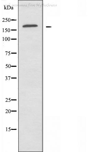 MyBioSource MBS9605266 image 2
