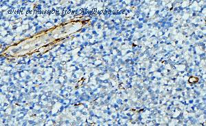 MyBioSource MBS9605415 image 2