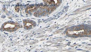 MyBioSource MBS9605508 image 1