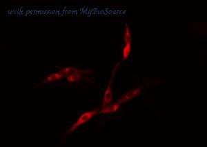 MyBioSource MBS9605508 image 2