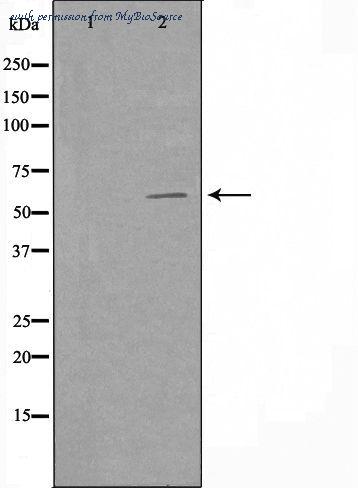 MyBioSource MBS9606335 image 2