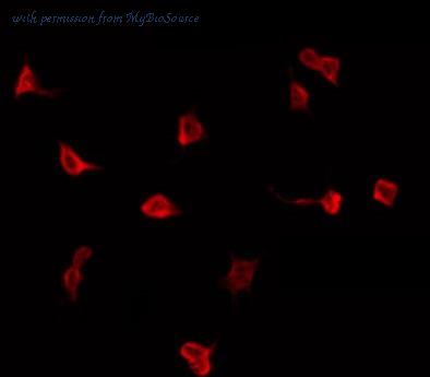 MyBioSource MBS9606669 image 1