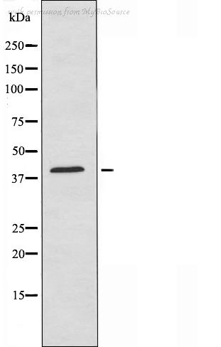 MyBioSource MBS9606669 image 2
