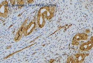 MyBioSource MBS9606898 image 1