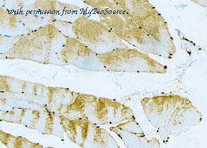 MyBioSource MBS9606997 image 1