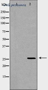 MyBioSource MBS9606997 image 2