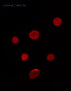 MyBioSource MBS9607080 image 2