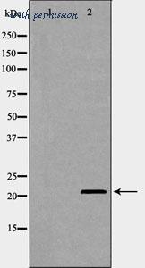 MyBioSource MBS9607080 image 3