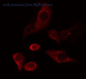 MyBioSource MBS9607090 image 3