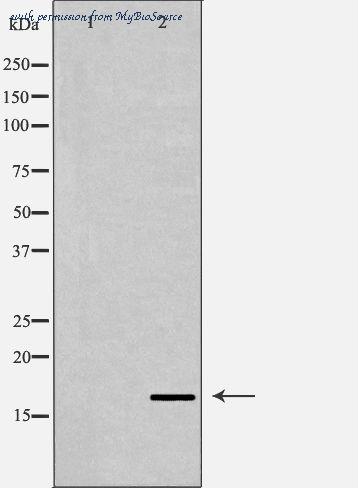 MyBioSource MBS9607153 image 1