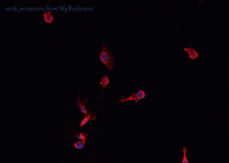 MyBioSource MBS9607153 image 2