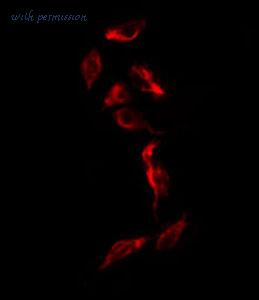 MyBioSource MBS9607294 image 1