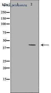 MyBioSource MBS9607294 image 2