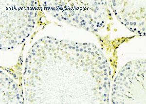 MyBioSource MBS9607294 image 3