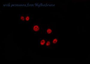 MyBioSource MBS9607309 image 1
