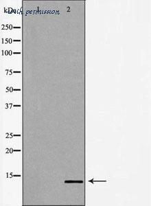 MyBioSource MBS9607309 image 2