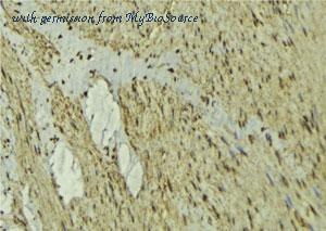 MyBioSource MBS9607309 image 3
