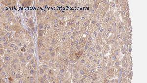 MyBioSource MBS9607877 image 1