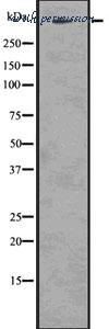 MyBioSource MBS9608121 image 1