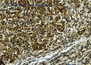 MyBioSource MBS9608121 image 2