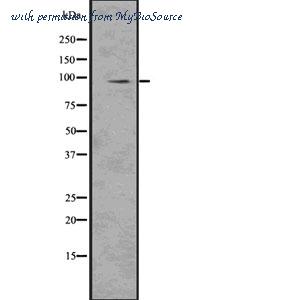 MyBioSource MBS9608128 image 1