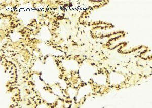 MyBioSource MBS9608128 image 2