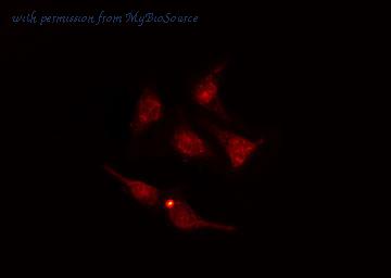 MyBioSource MBS9608128 image 3