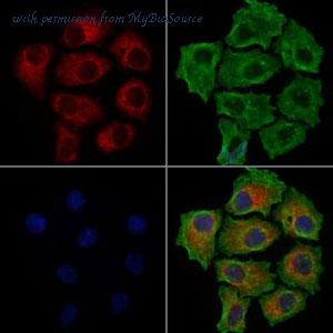 MyBioSource MBS9608333 image 1