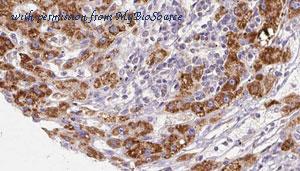 MyBioSource MBS9608333 image 2