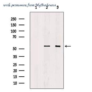 MyBioSource MBS9608333 image 3