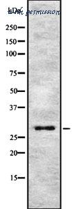 MyBioSource MBS9608481 image 1