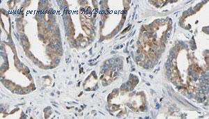 MyBioSource MBS9608582 image 1