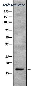 MyBioSource MBS9608582 image 2