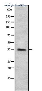 MyBioSource MBS9608593 image 1