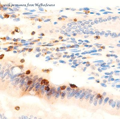 MyBioSource MBS9608759 image 1