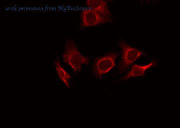 MyBioSource MBS9608759 image 2