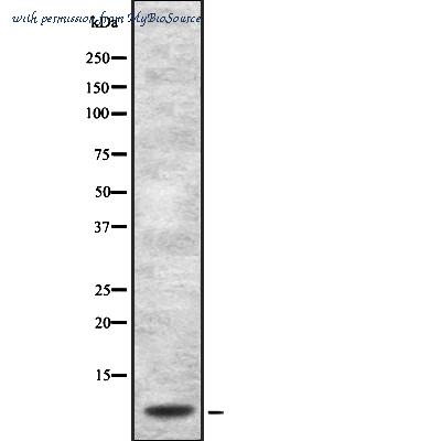 MyBioSource MBS9608844 image 1