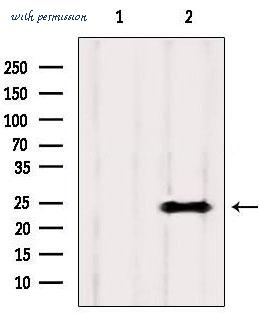 MyBioSource MBS9608888 image 3