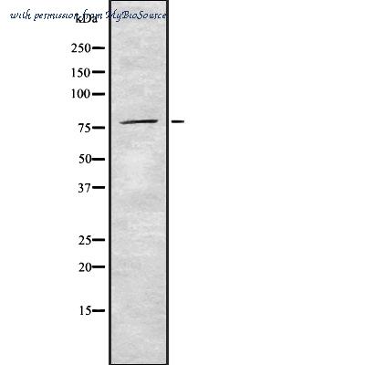 MyBioSource MBS9608913 image 1