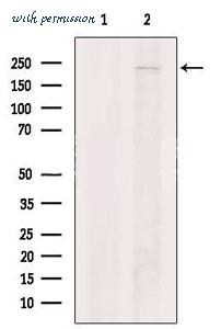 MyBioSource MBS9609341 image 2